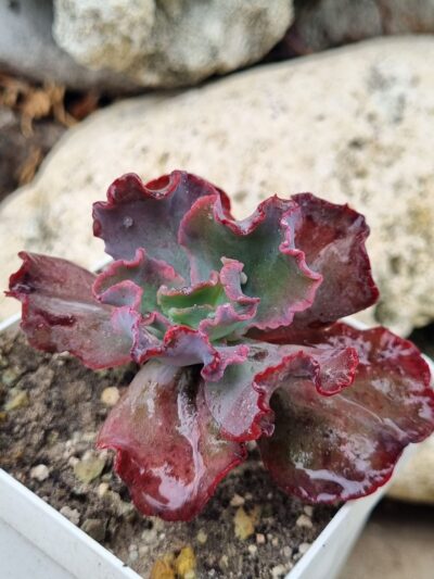 Echeveria Bumps - Зображення 2