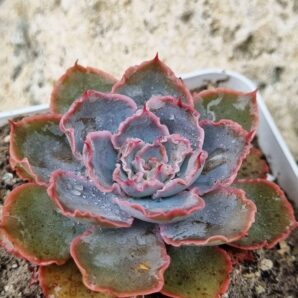 Echeveria Floreana
