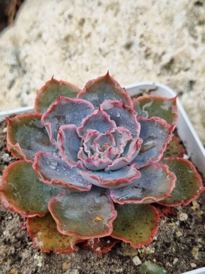 Echeveria Floreana