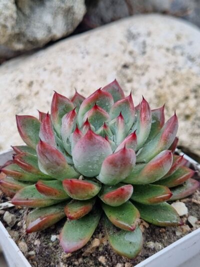 Echeveria Rajoya - Зображення 2