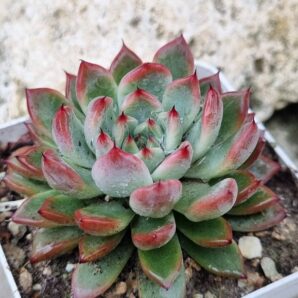 Echeveria Rajoya