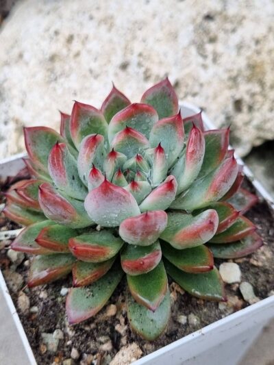 Echeveria Rajoya