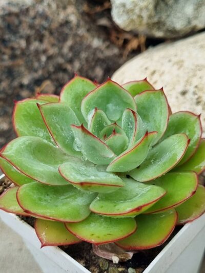 Echeveria Chrysanthemym - Зображення 2