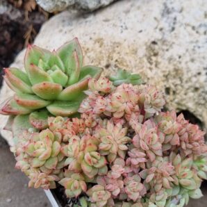 Echeveria Gilva cristata