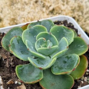 Echeveria Love's Light