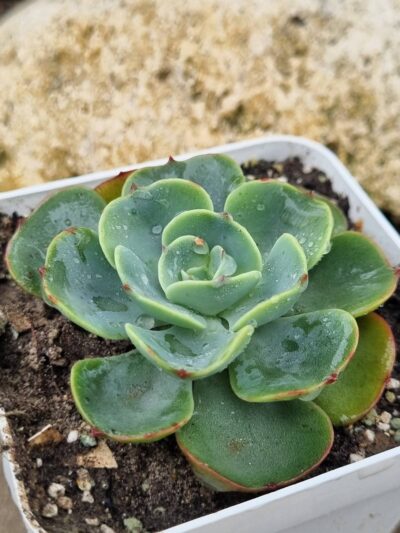 Echeveria Love's Light