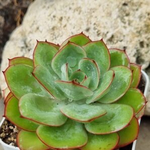 Echeveria Chrysanthemym