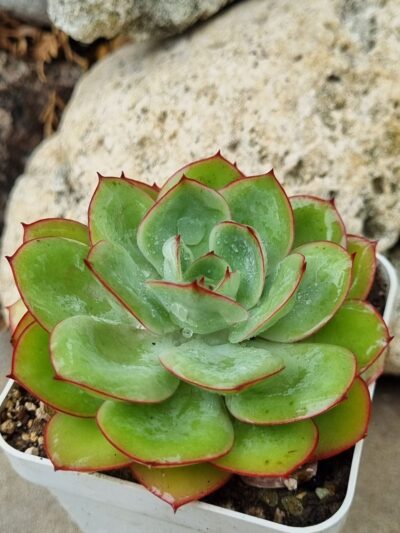 Echeveria Chrysanthemym