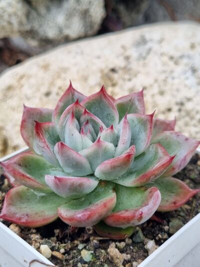 Echeveria Red Swan - Зображення 2