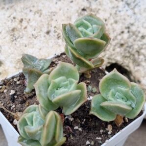 Echeveria Lovely rose