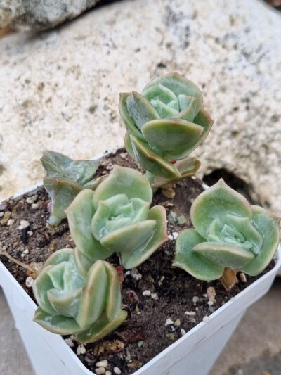 Echeveria Lovely rose