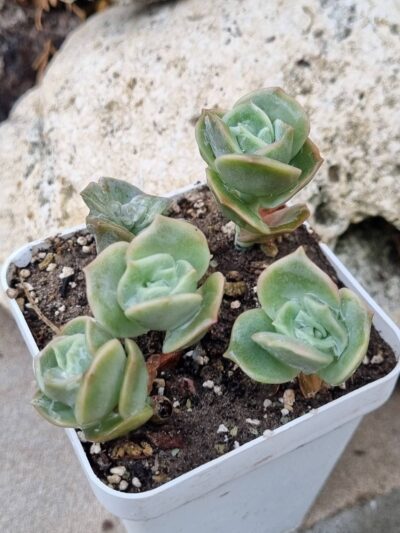 Echeveria Lovely rose - Зображення 2