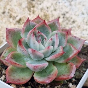 Echeveria Red Swan