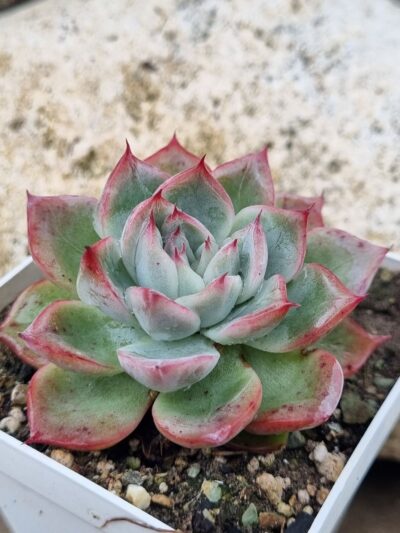 Echeveria Red Swan