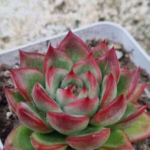 Echeveria Angela Star