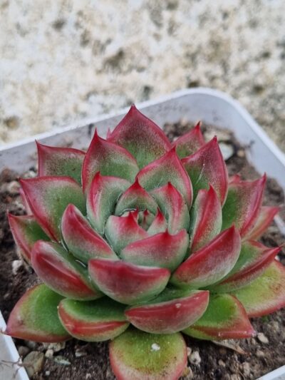 Echeveria Angela Star