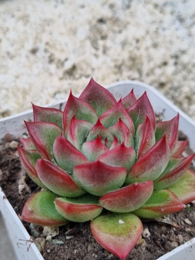 Echeveria Angela Star - Зображення 2