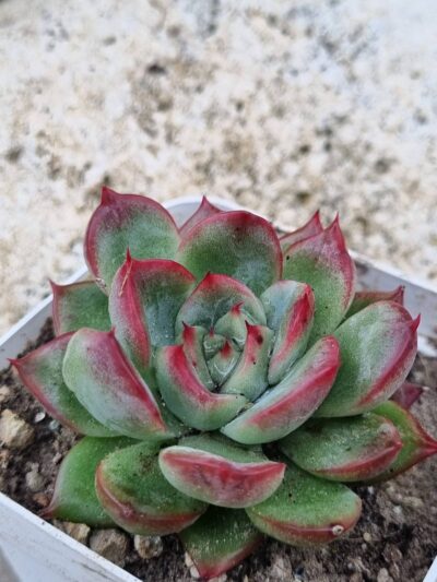 Echeveria Floreana - Зображення 2