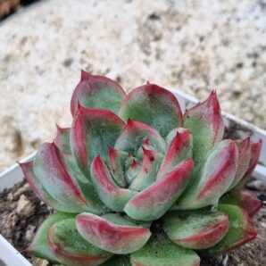 Echeveria Floreana