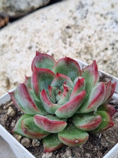 Echeveria Floreana