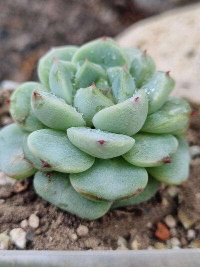 Echeveria Red Velvet - Зображення 2
