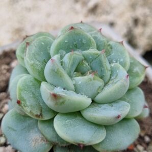Echeveria Red Velvet