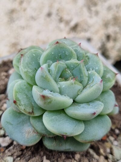 Echeveria Red Velvet