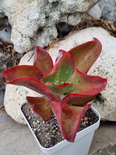 Echeveria Red Finkle