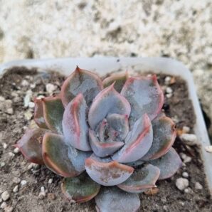 Echeveria Orion
