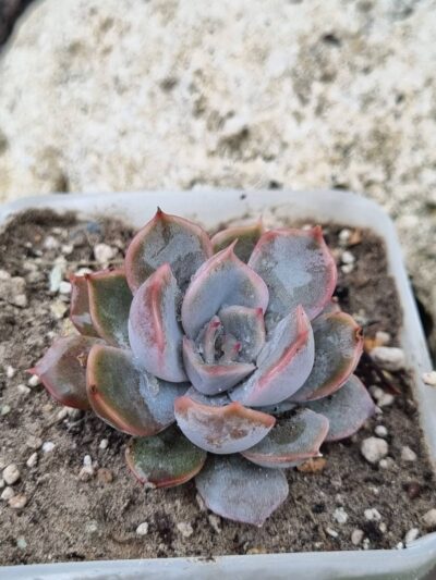 Echeveria Orion