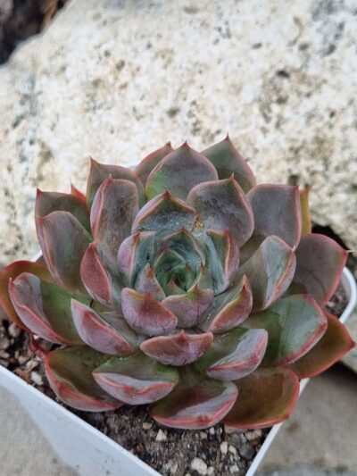 Echeveria Dark Ice - Зображення 2