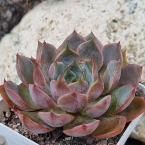 Echeveria Dark Ice