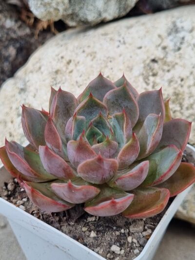Echeveria Dark Ice