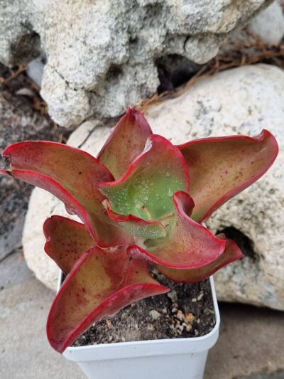 Echeveria Red Finkle - Зображення 2