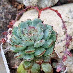 Echeveria Star Orange