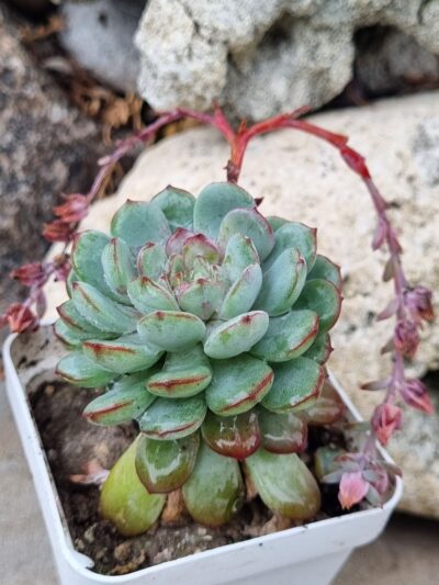 Echeveria Star Orange