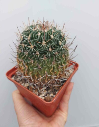 Stenocactus (Echinofossulocactus) - Зображення 2