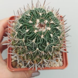 Stenocactus (Echinofossulocactus)
