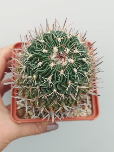 Stenocactus (Echinofossulocactus)