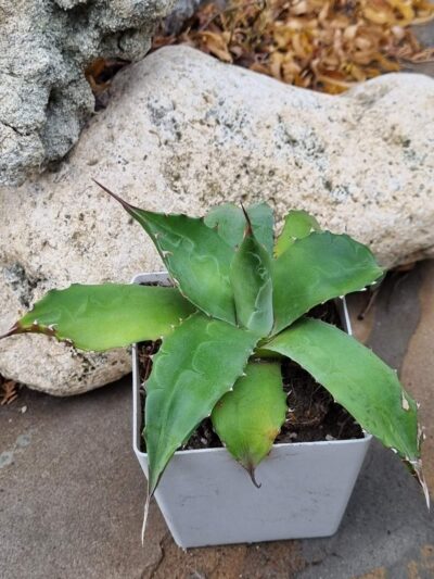 Agave Parrasana d12 см - Зображення 2