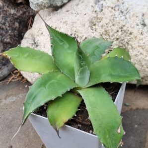 Agave Parrasana d12 см