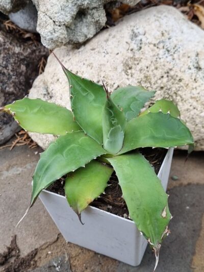 Agave Parrasana d12 см