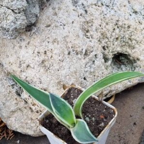 Agave Cream Spike