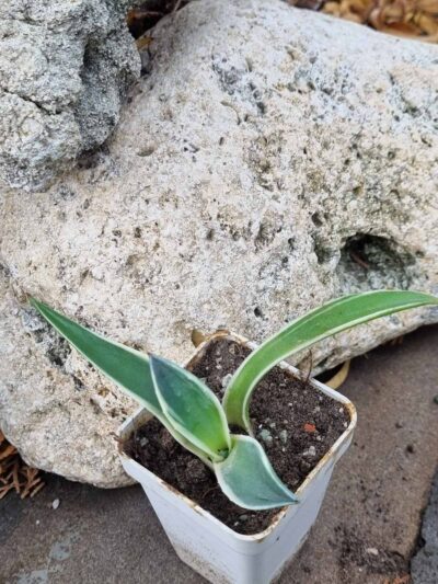 Agave Cream Spike