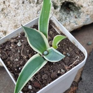 Agave Cream Spike