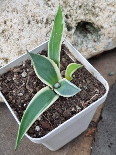 Agave Cream Spike