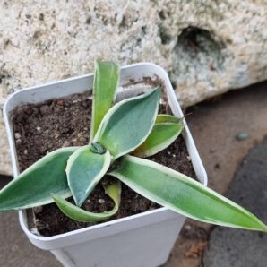 Agave Cream Spike