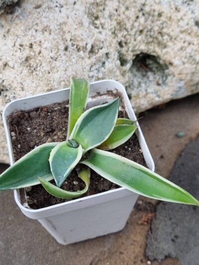 Agave Cream Spike