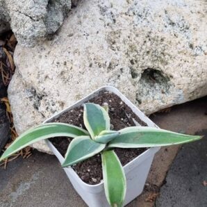 Agave Cream Spike