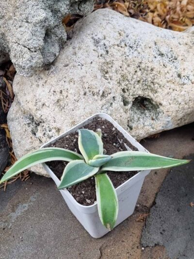 Agave Cream Spike